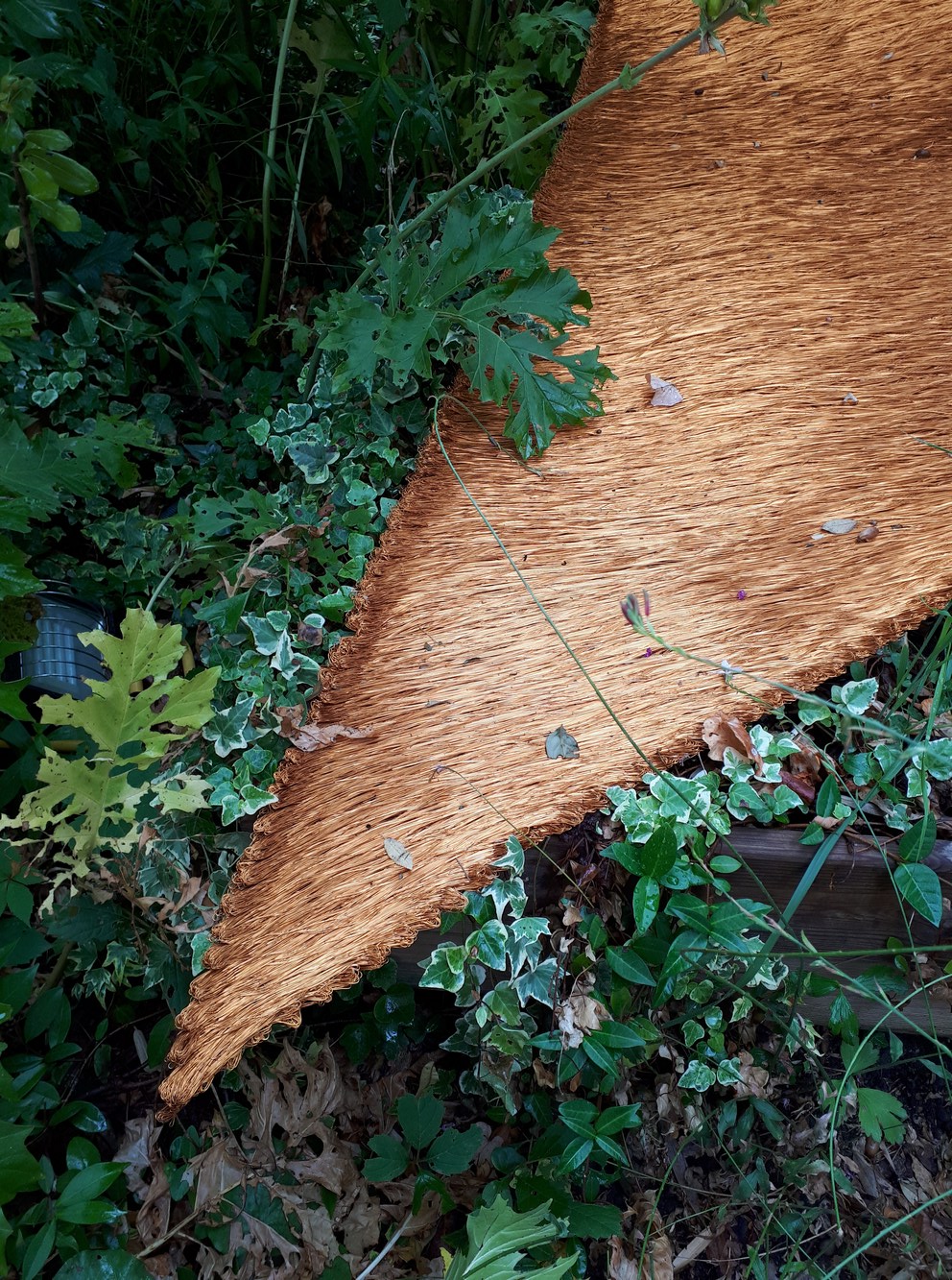 Antonella Zazzera, Armonico LXXXV r